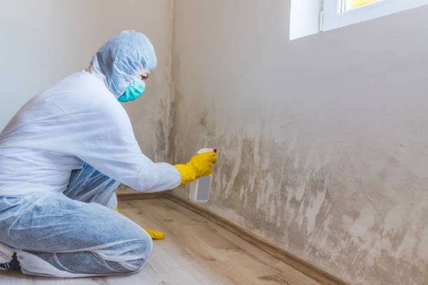 Licensed Mold Inspection And Testing service in Holly Springs, NC - Mold Remediation HQ